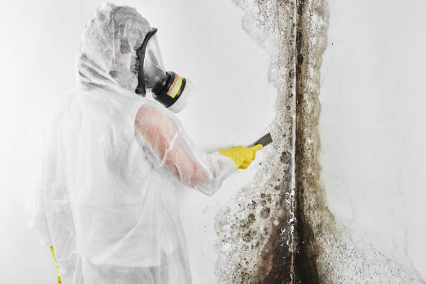 Biohazard Mold Removal in Mather, CA